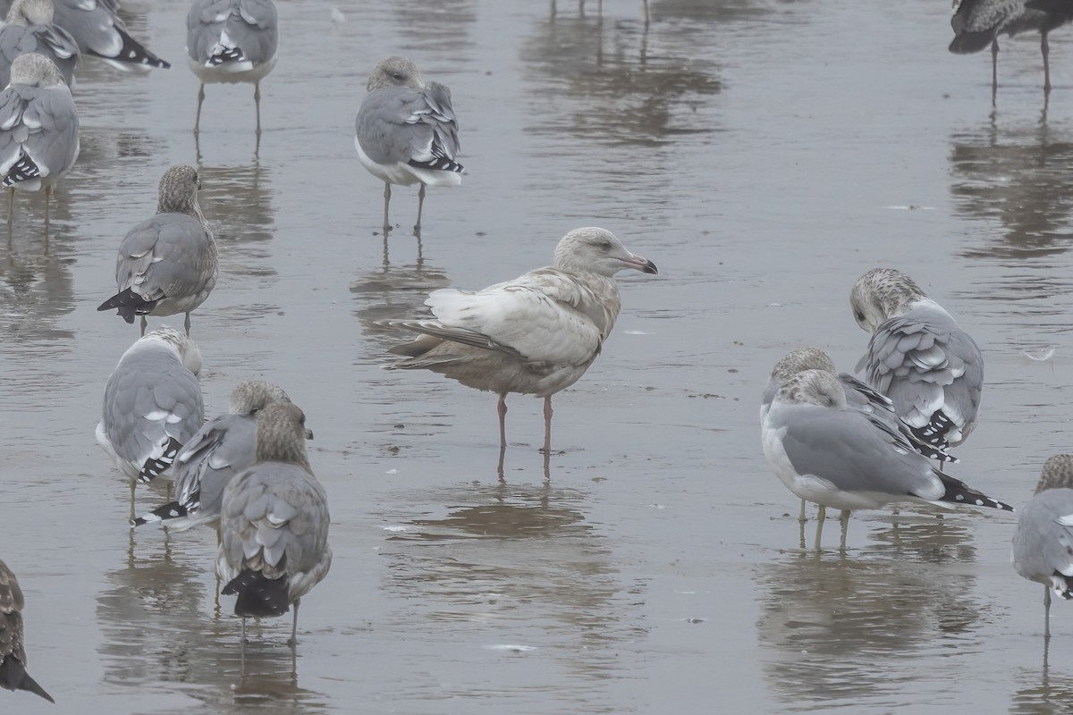 American Herring x Glaucous Gull (hybrid) - ML643695878