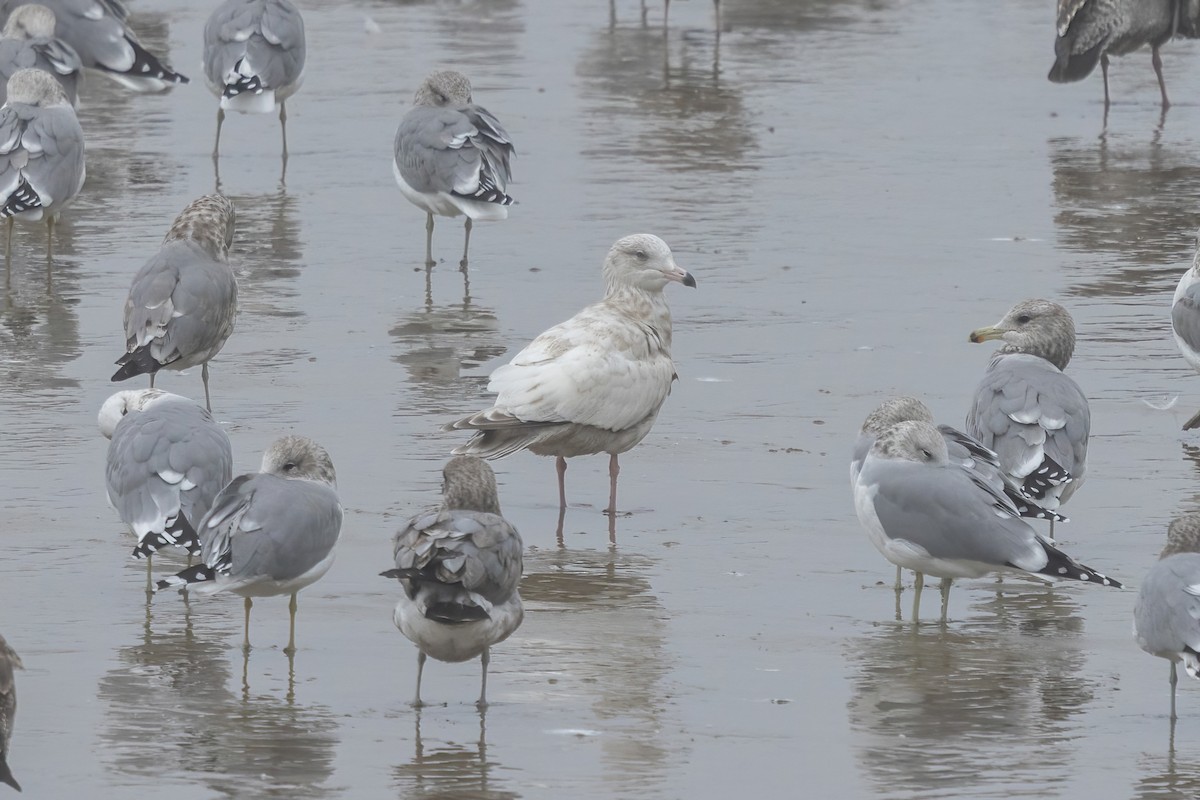 American Herring x Glaucous Gull (hybrid) - ML643695879