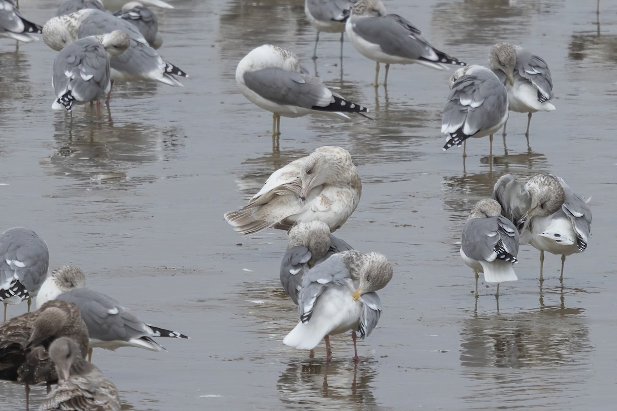 American Herring x Glaucous Gull (hybrid) - ML643695880