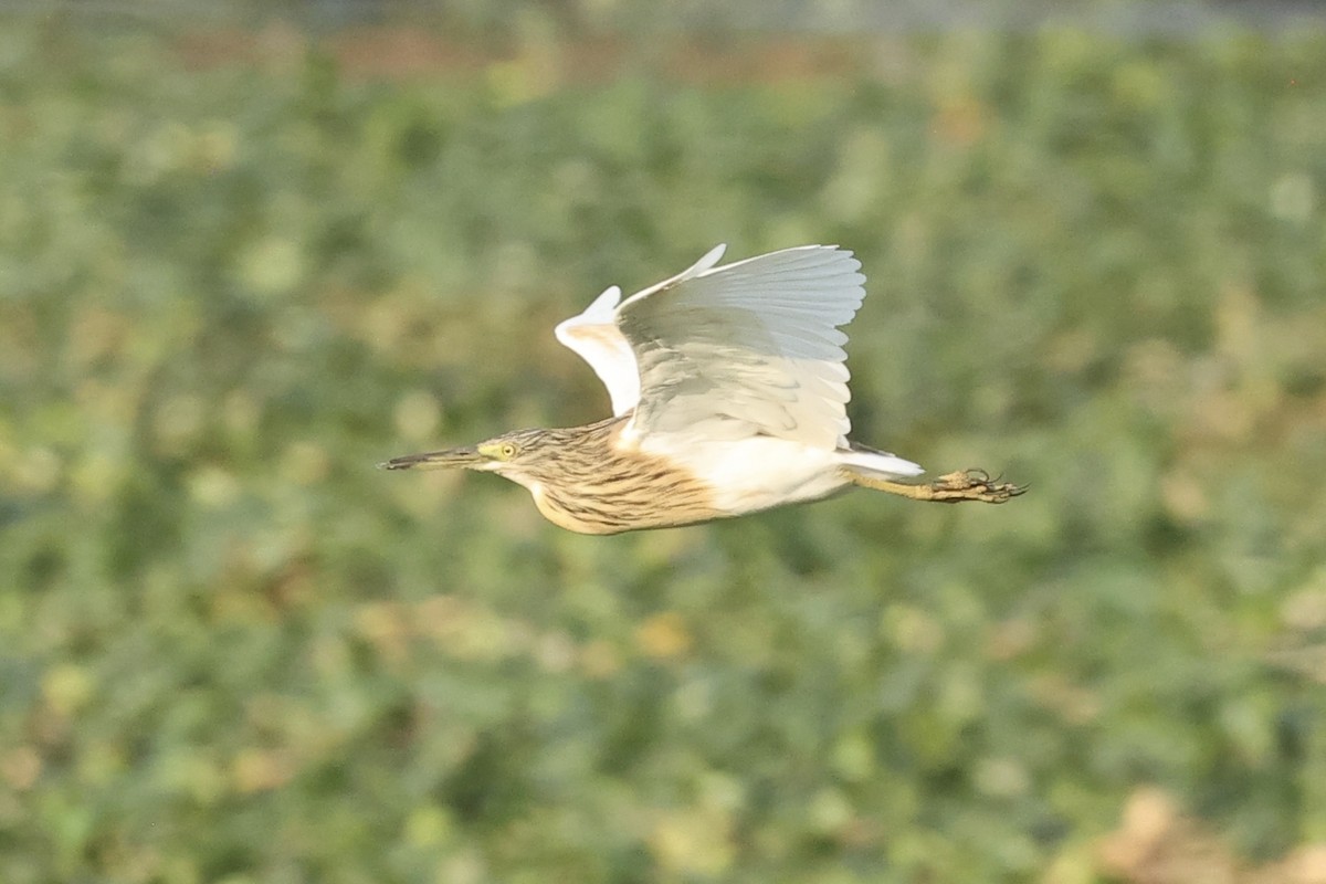Squacco Heron - ML643695882