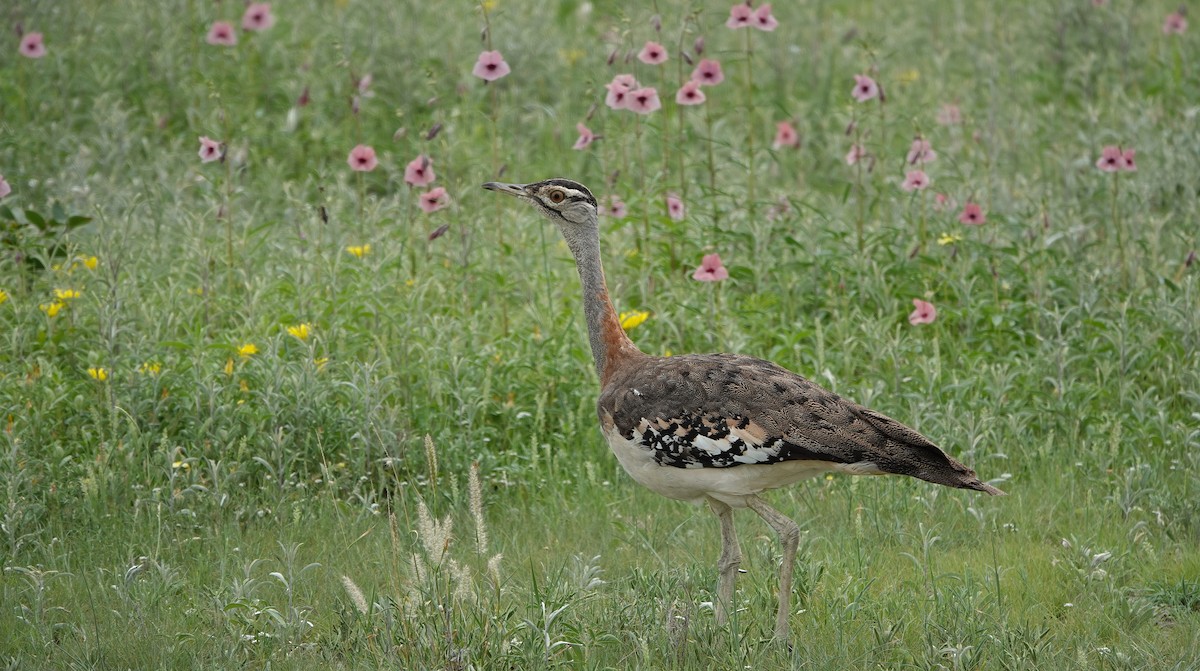 Denham's Bustard (Jackson's) - ML643695893