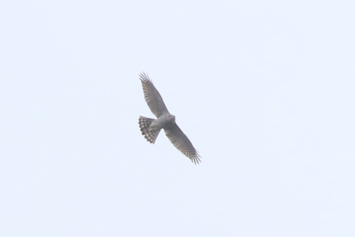 hønsehauk - ML643695906
