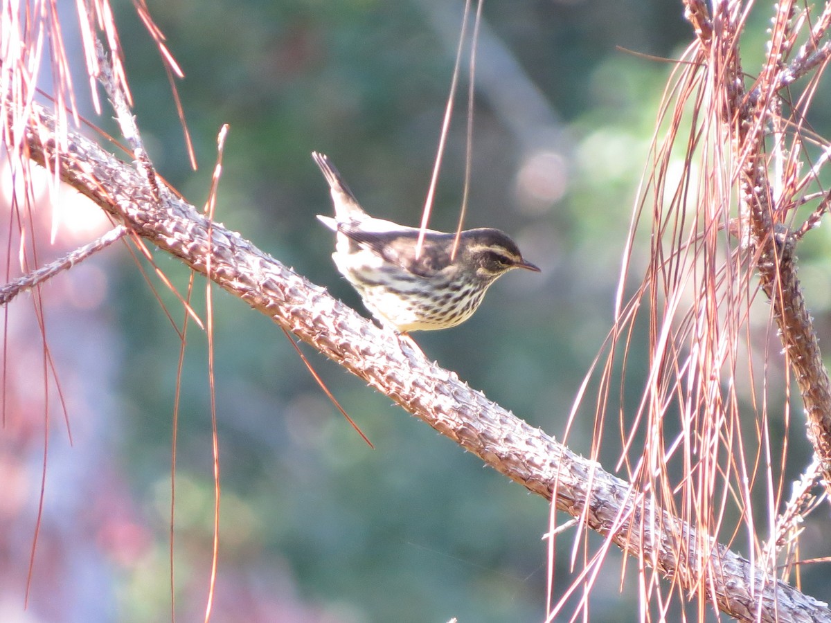 Northern Waterthrush - Bev Hansen