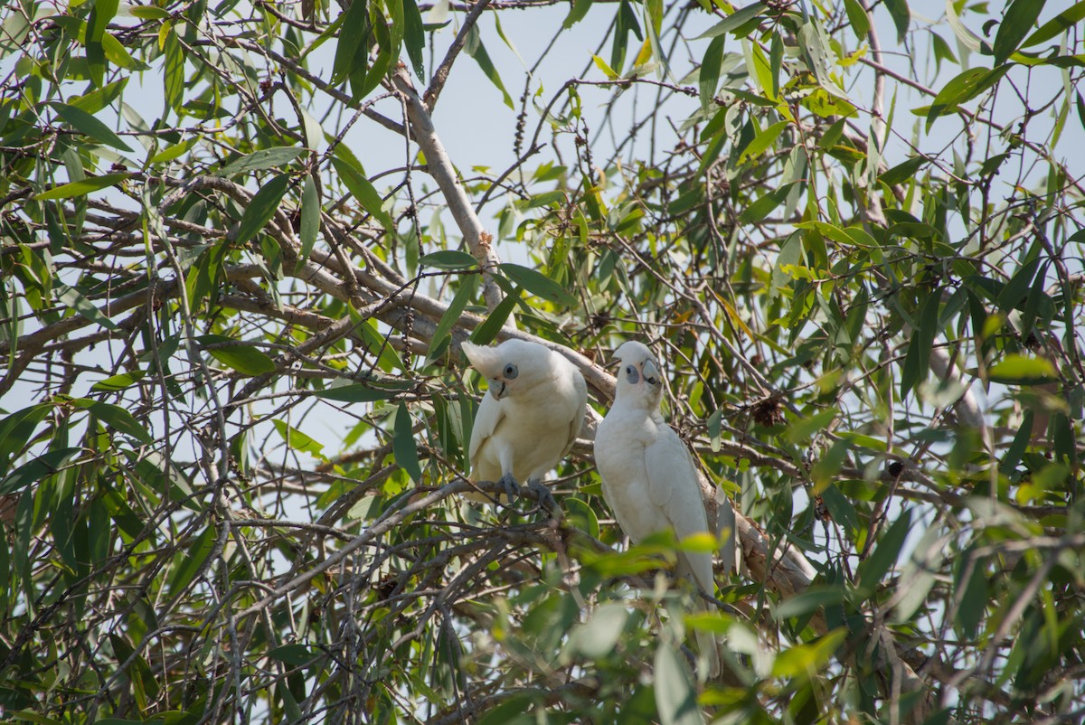 Cacatoès corella - ML643695919