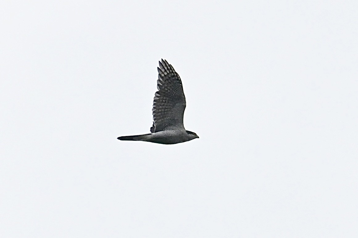 hønsehauk - ML643695922