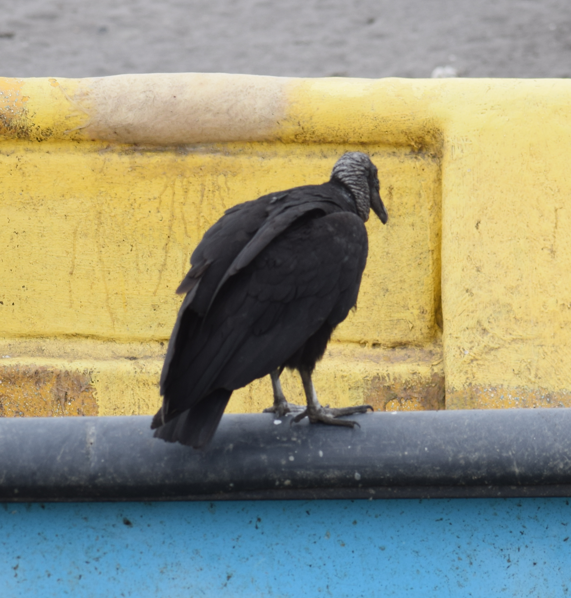 Black Vulture - ML643695923