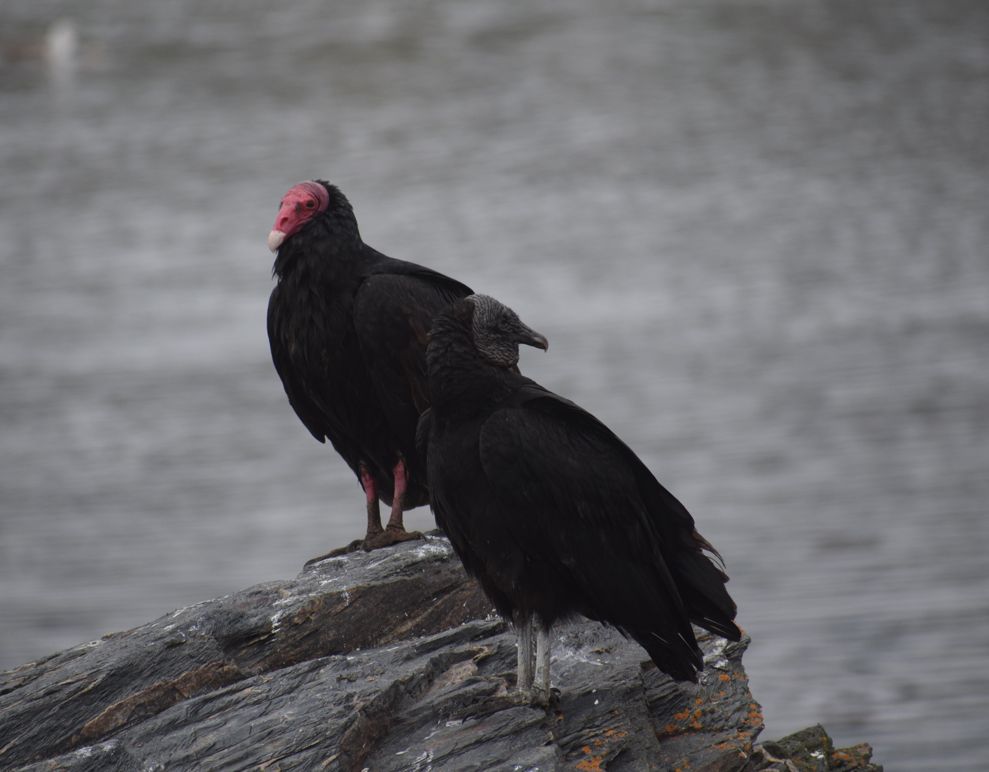 Black Vulture - ML643695924