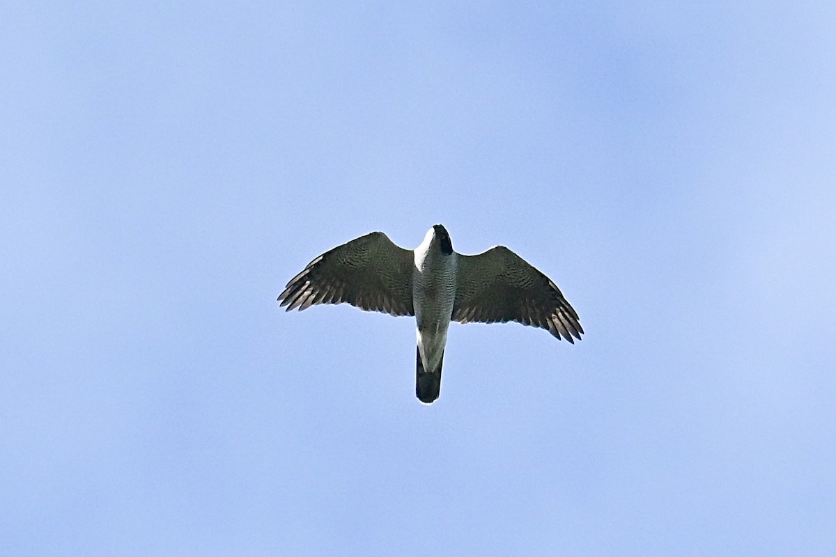 hønsehauk - ML643695925