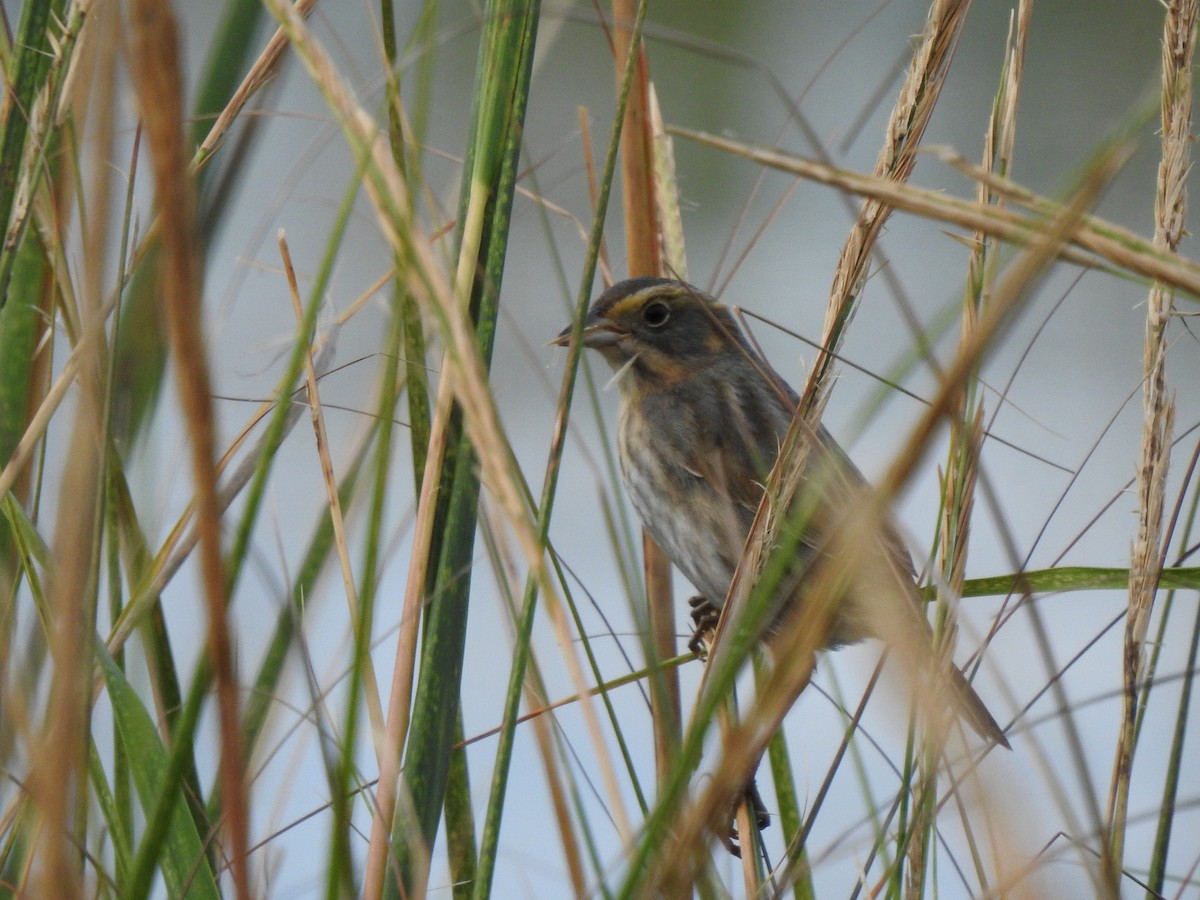 Saltmarsh Sparrow - ML643695927