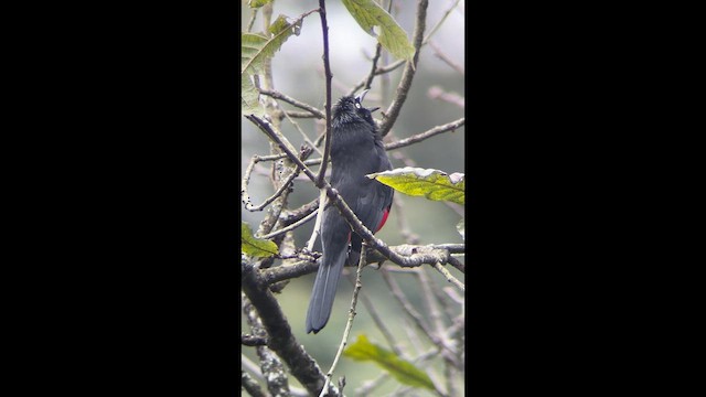 Red-bellied Grackle - ML643695929