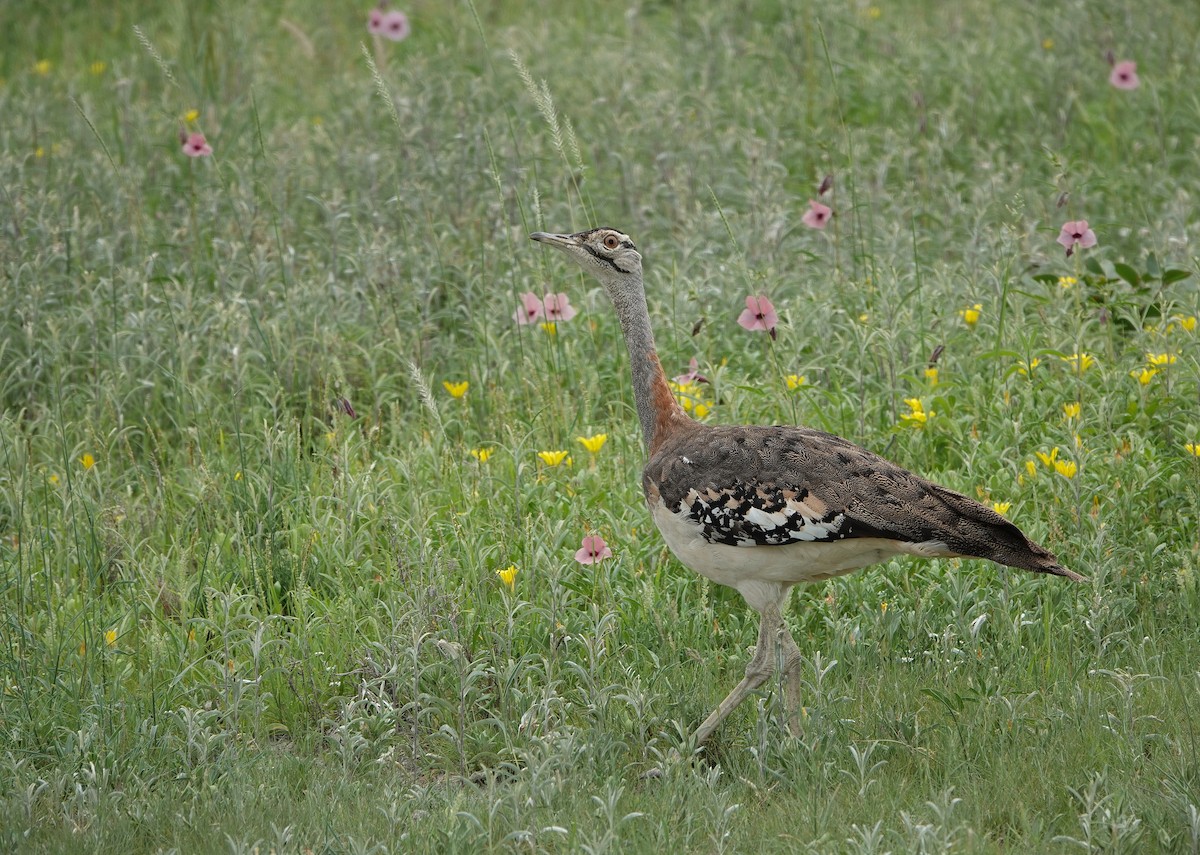 Denham's Bustard (Jackson's) - ML643695932