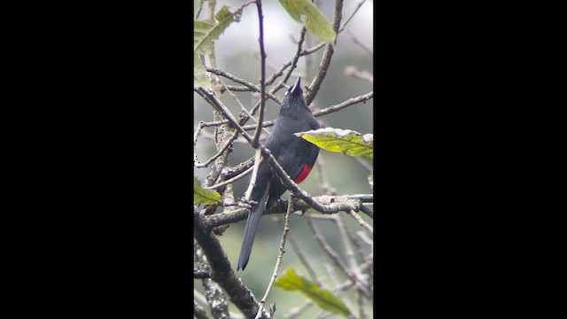 Red-bellied Grackle - ML643695937