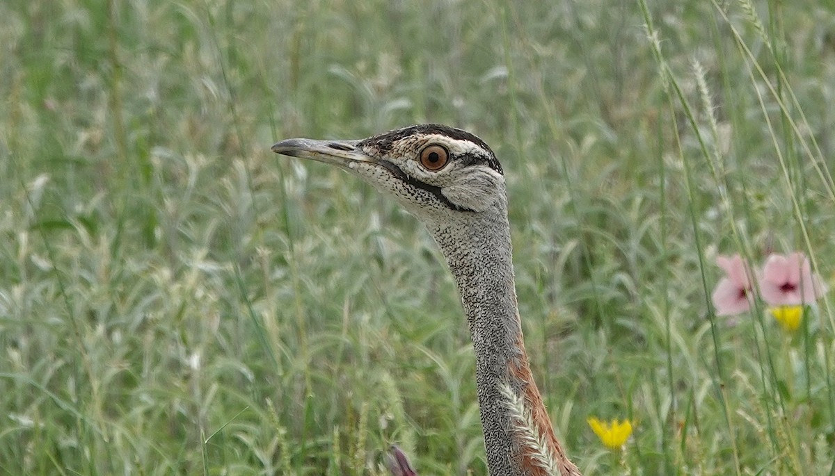 Denham's Bustard (Jackson's) - ML643695950