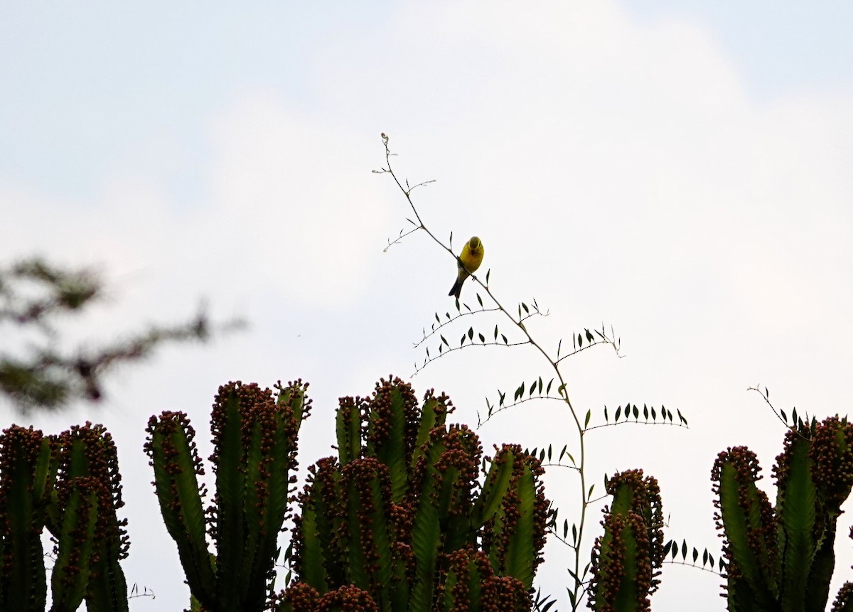 Brimstone Canary - ML643695955