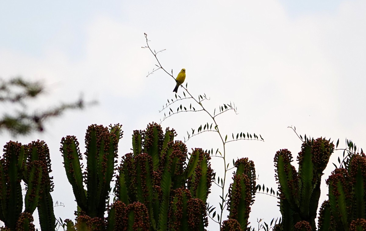 Brimstone Canary - ML643695956