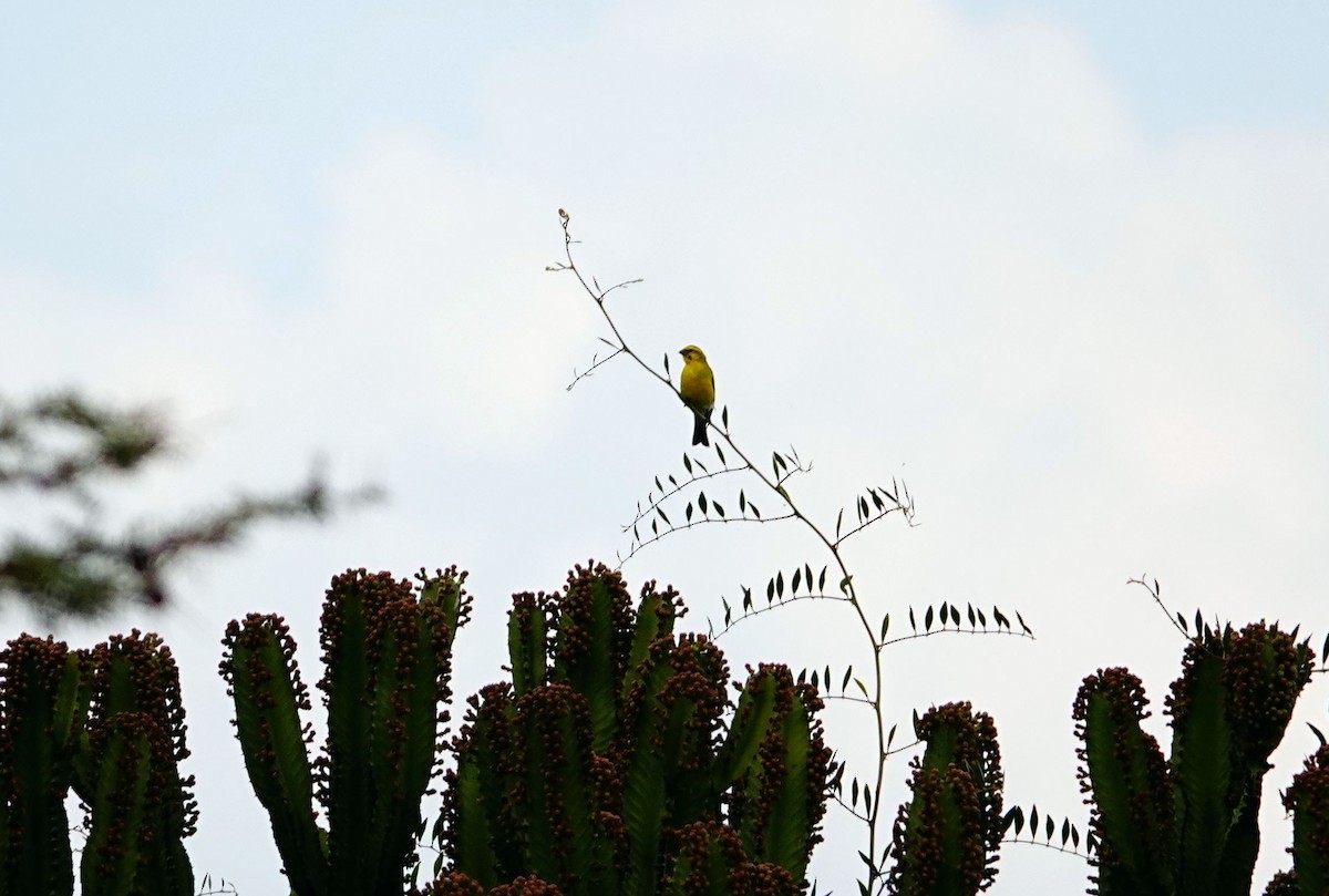 Brimstone Canary - ML643695957