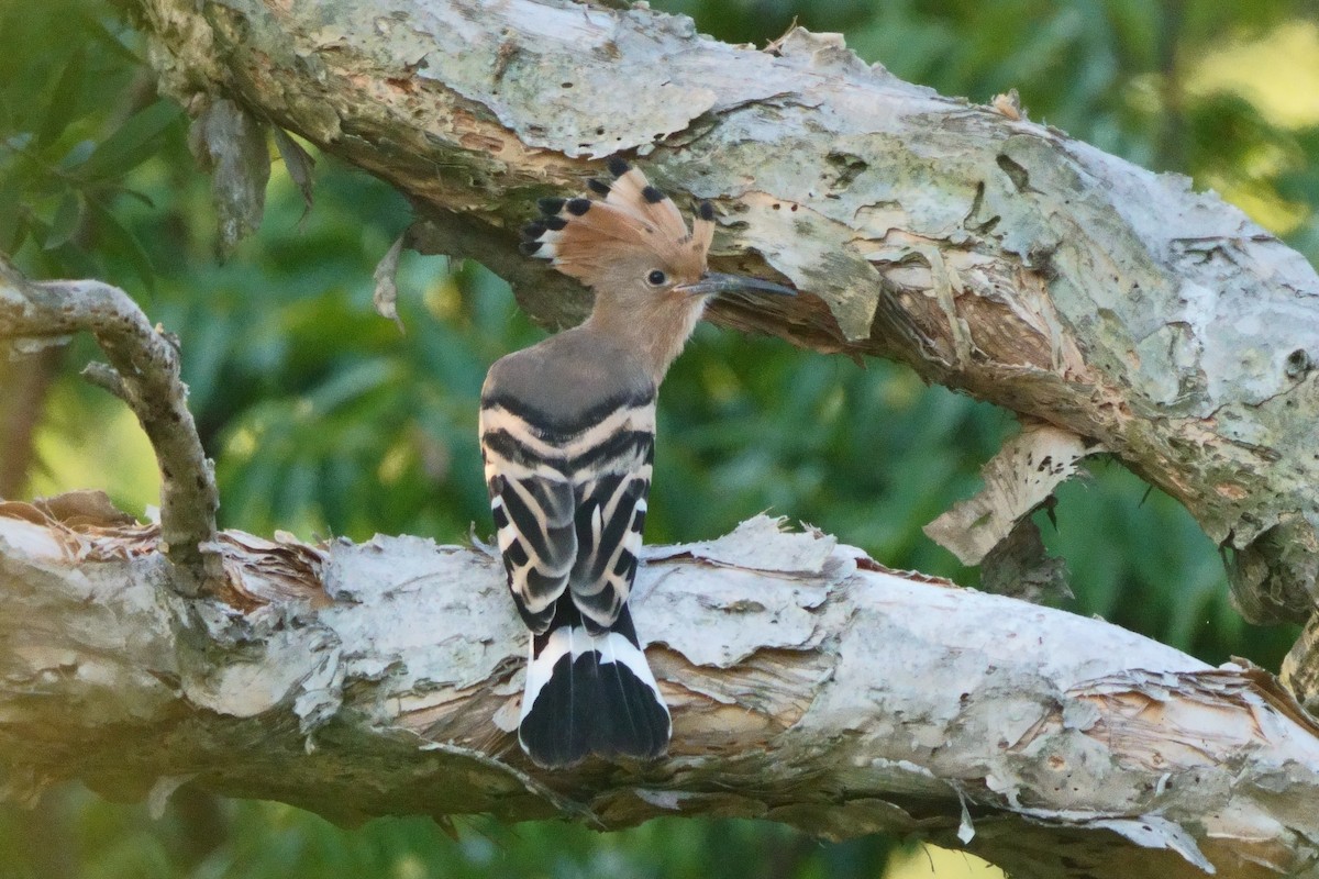 Common Hoopoe - ML643695976