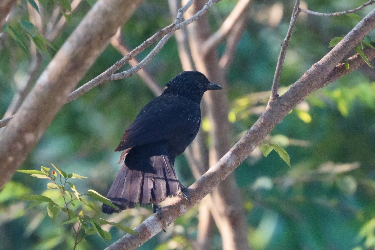 Blue Whistling-Thrush - ML643695995