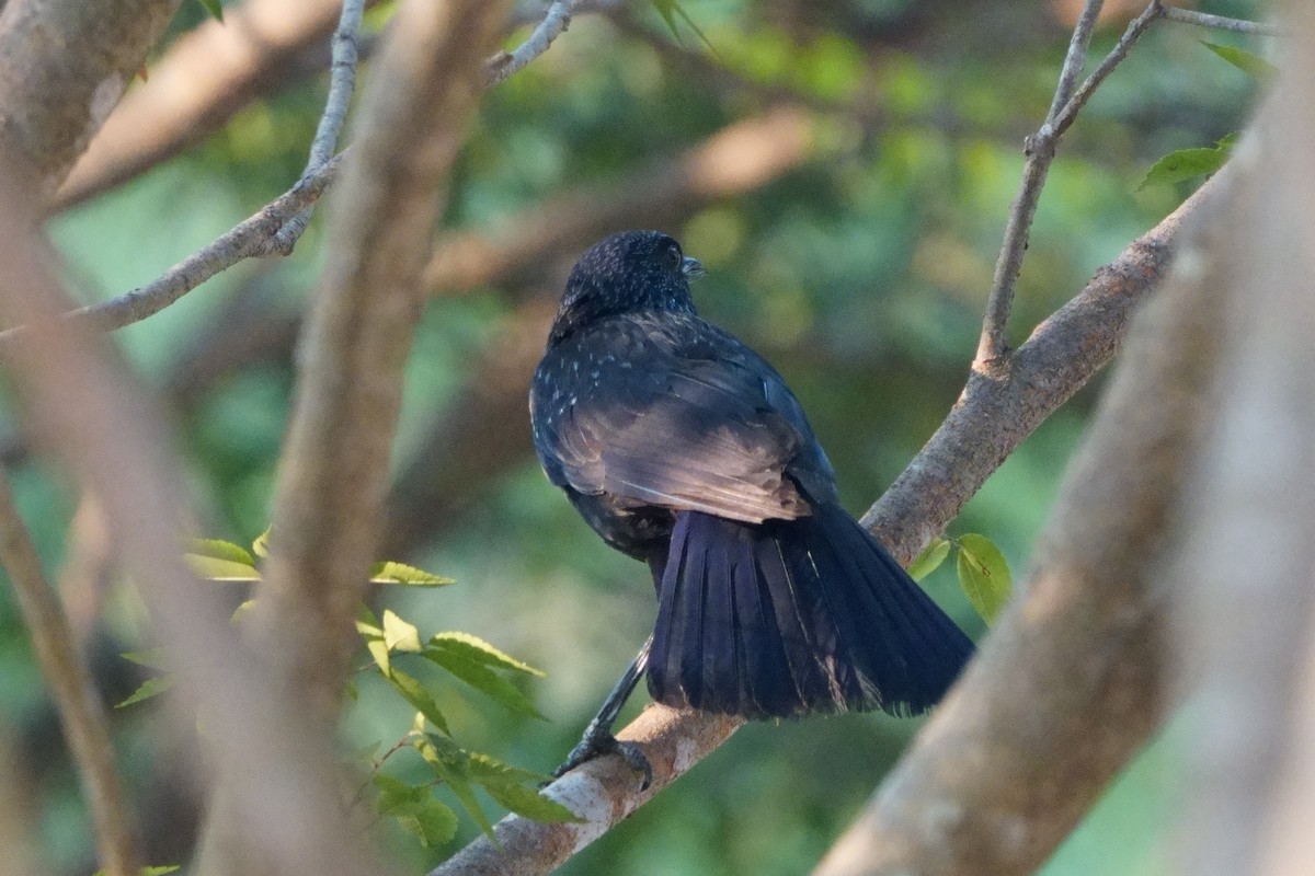 Blue Whistling-Thrush - ML643695996