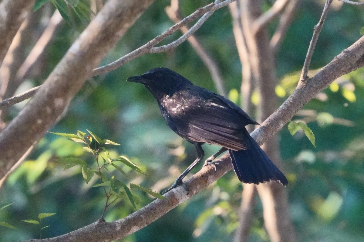Blue Whistling-Thrush - ML643695997