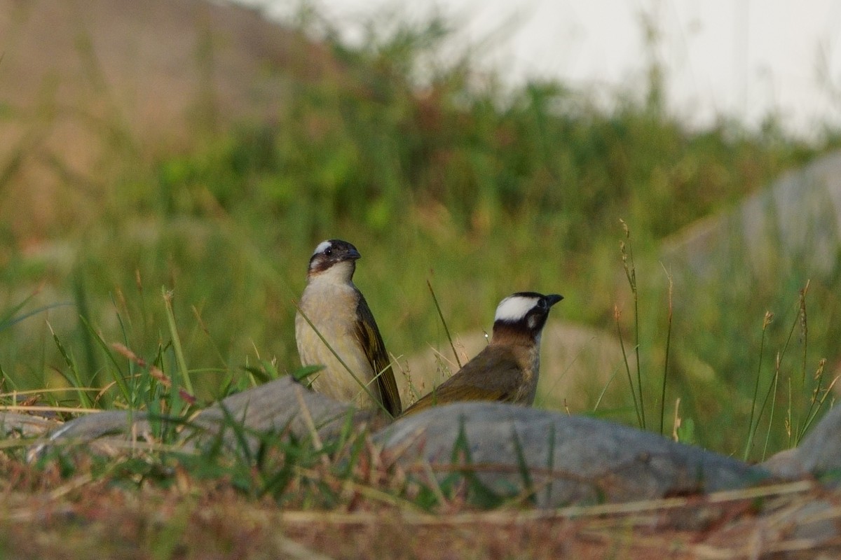 Light-vented Bulbul - ML643696008