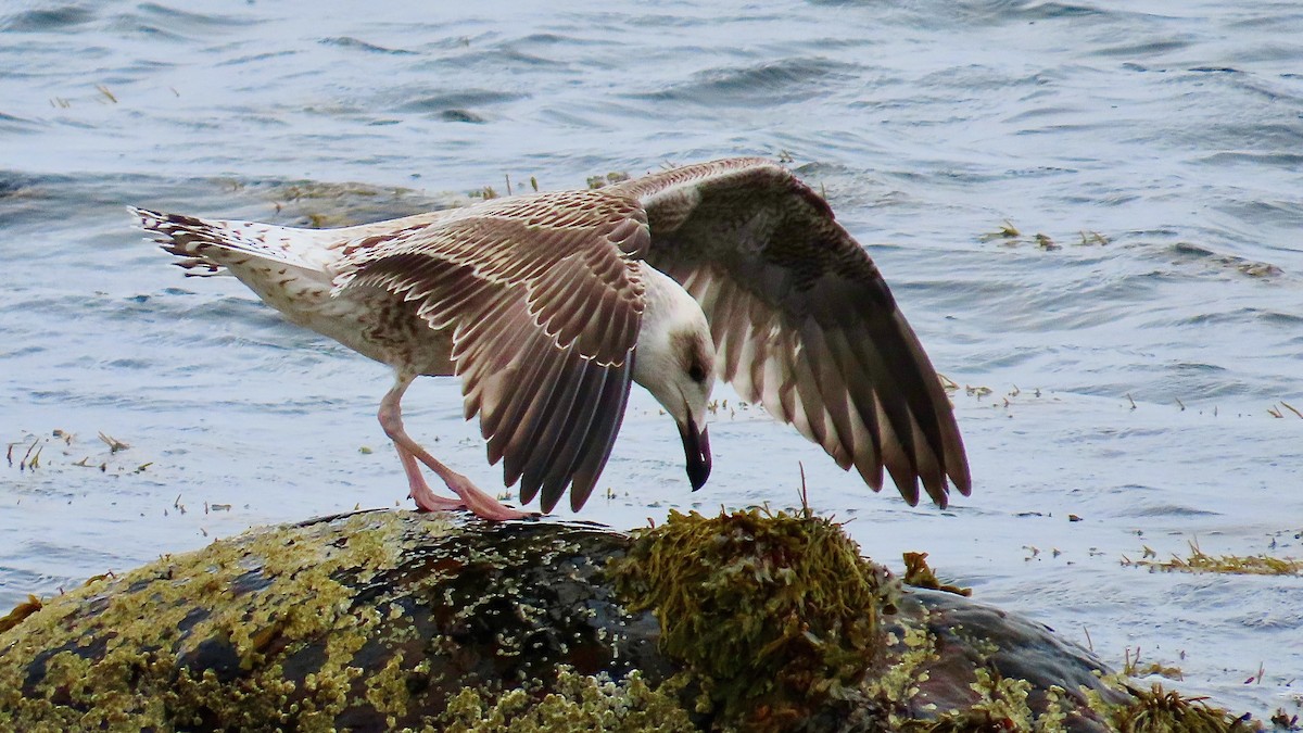 Great Black-backed Gull - ML643696051