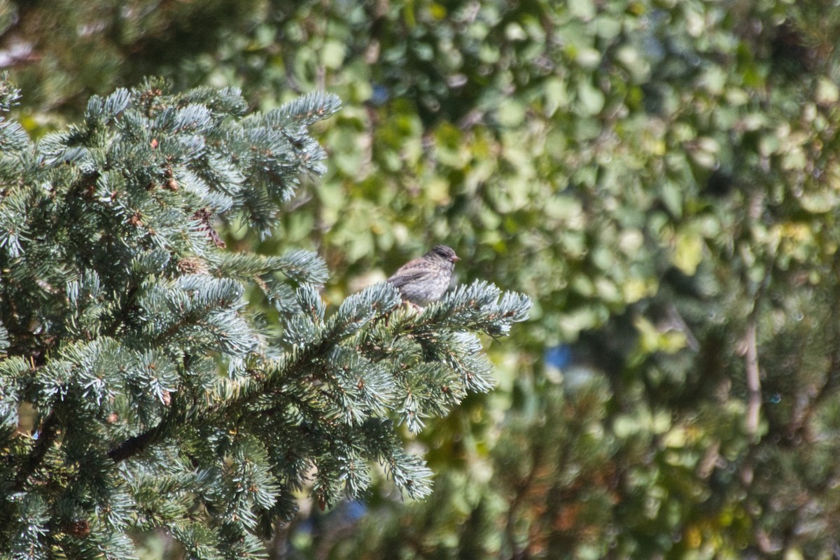 Dark-eyed Junco - ML643696052