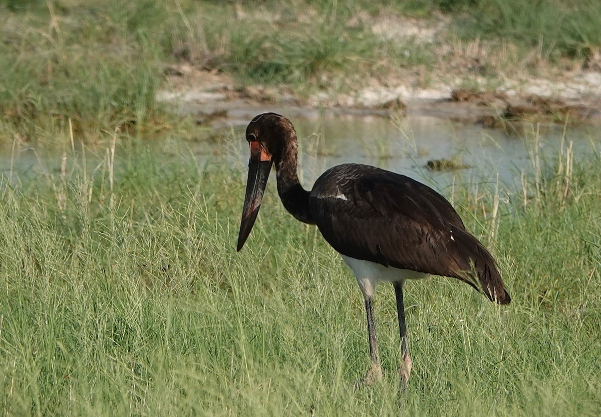 Saddle-billed Stork - ML643696065