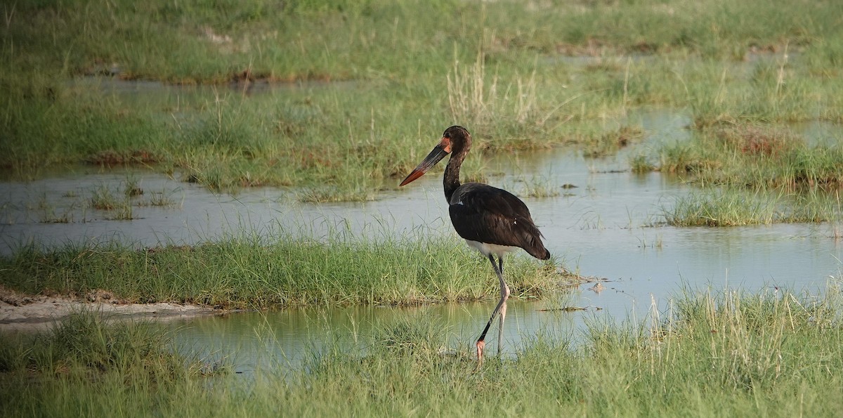 Saddle-billed Stork - ML643696079
