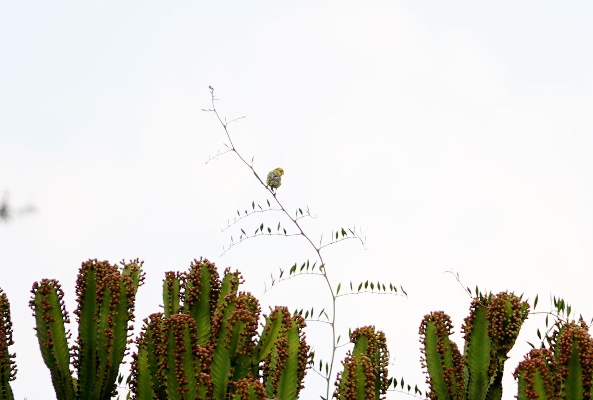 Brimstone Canary - ML643696085