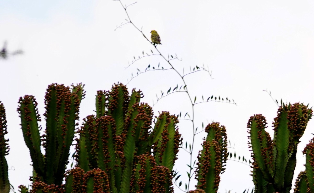 Brimstone Canary - ML643696086