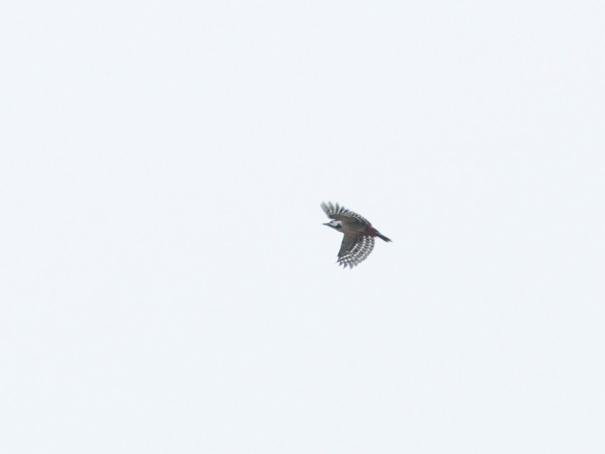 Great Spotted Woodpecker (Great Spotted) - ML643696104