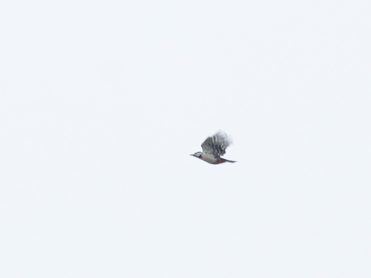 Great Spotted Woodpecker (Great Spotted) - ML643696105