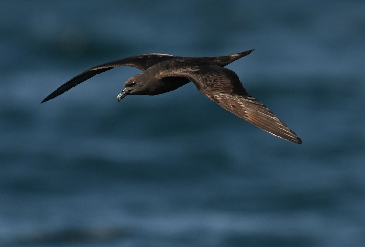 Jouanin's Petrel - ML643696108