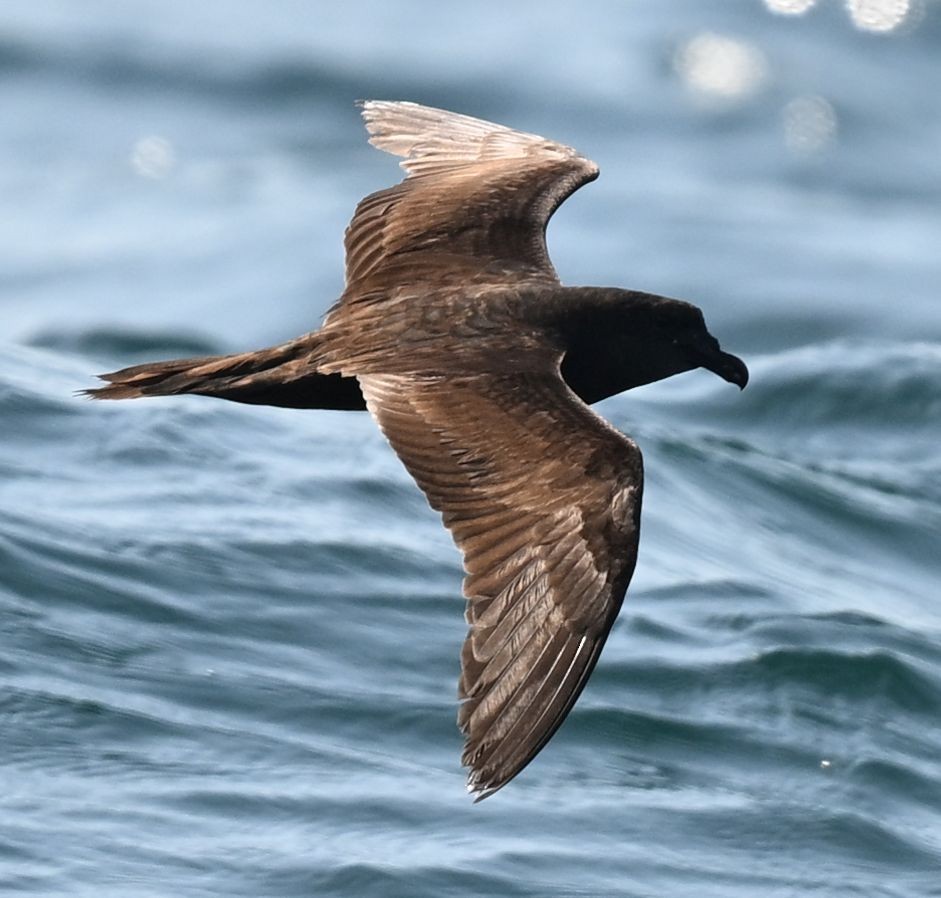 Jouanin's Petrel - ML643696111