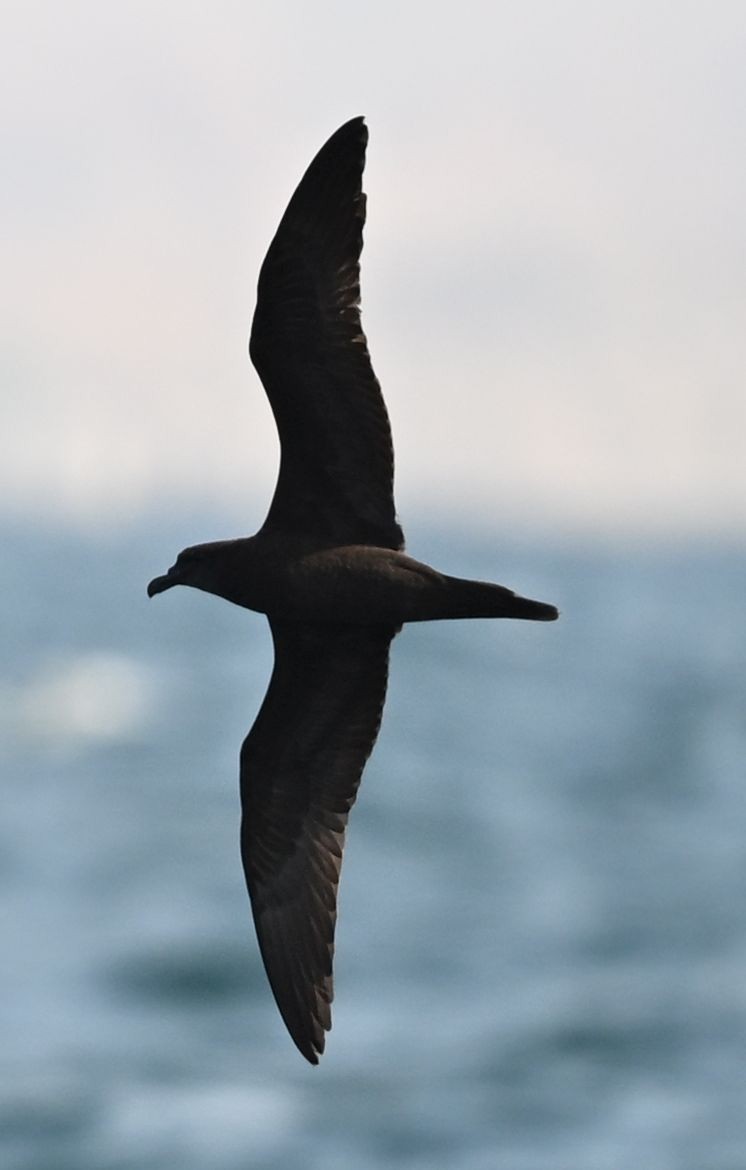 Jouanin's Petrel - ML643696112