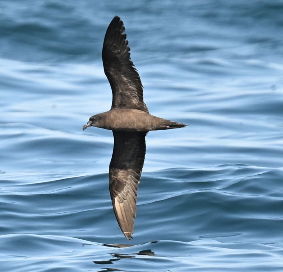 Jouanin's Petrel - ML643696113