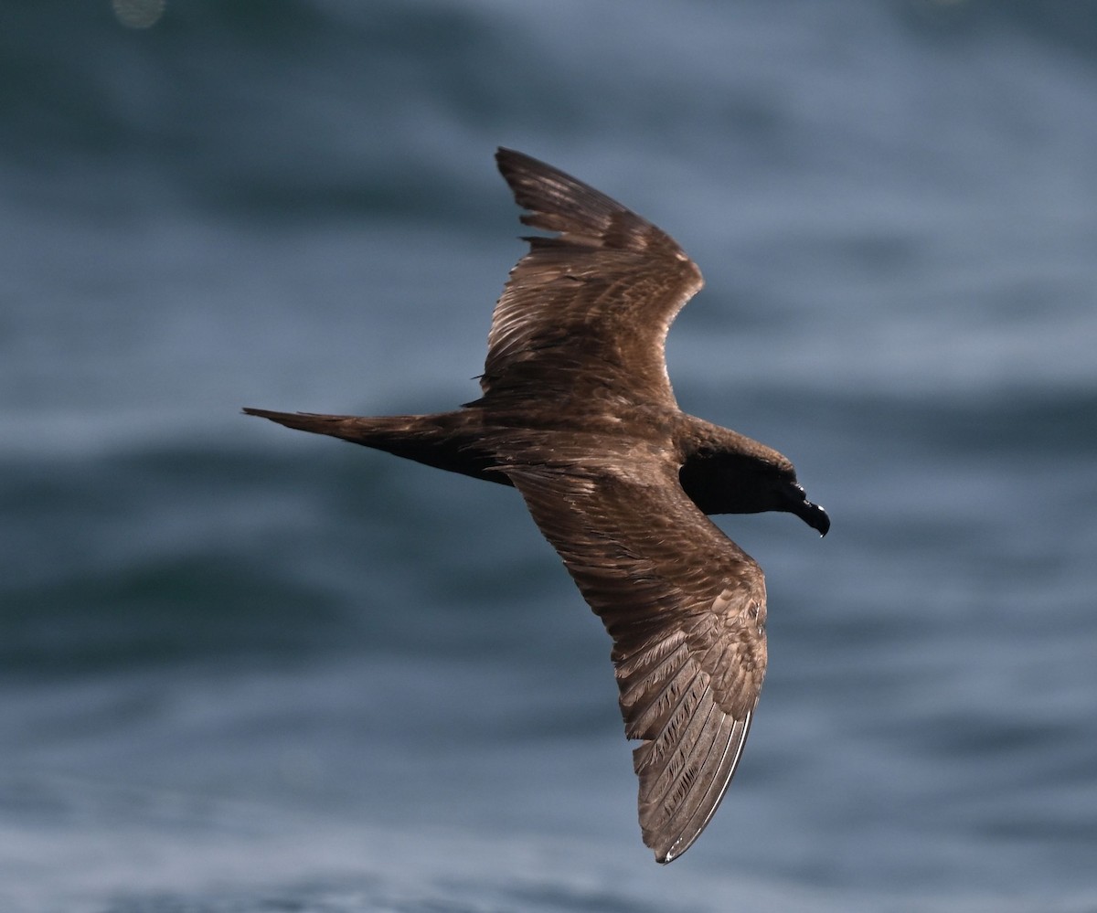 Jouanin's Petrel - ML643696114