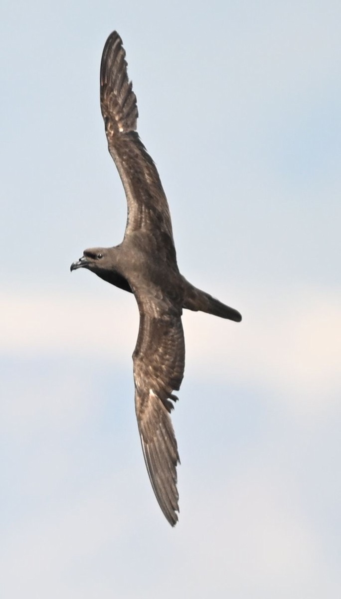 Jouanin's Petrel - ML643696115