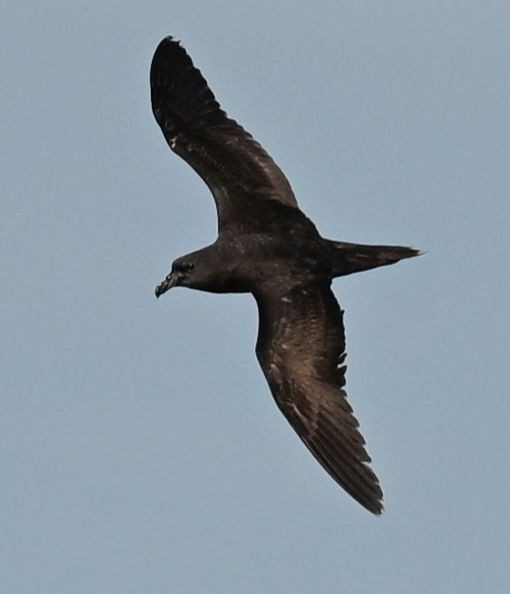 Jouanin's Petrel - ML643696116