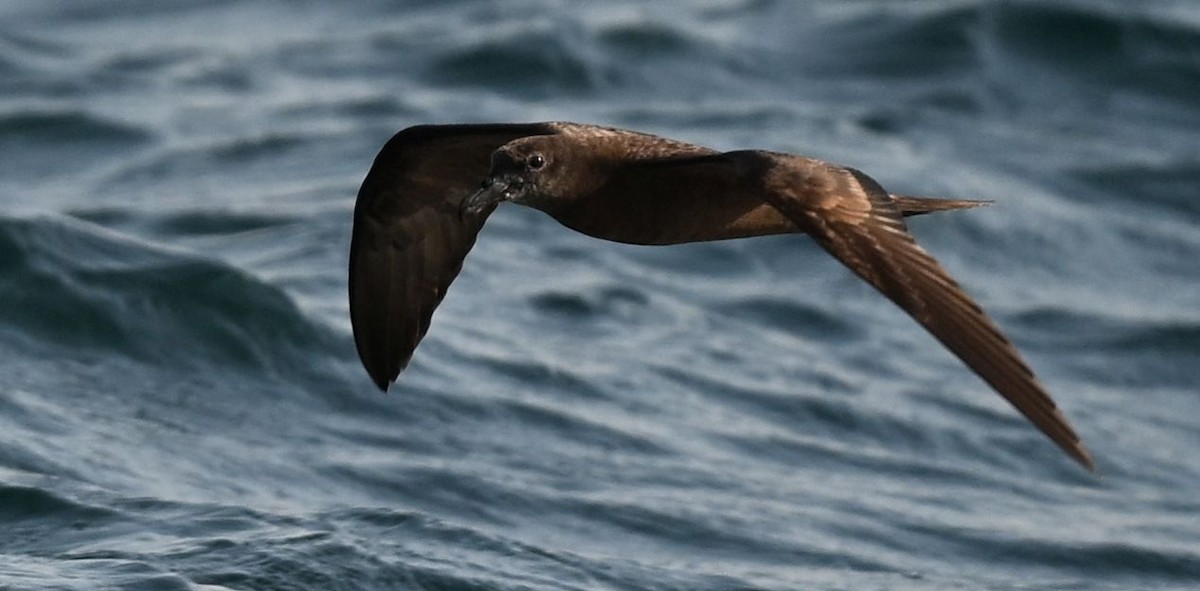 Jouanin's Petrel - ML643696117