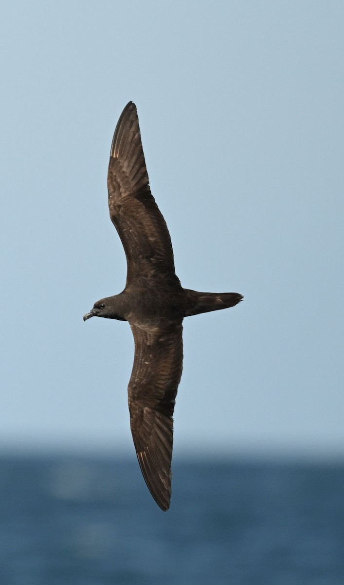 Jouanin's Petrel - ML643696119