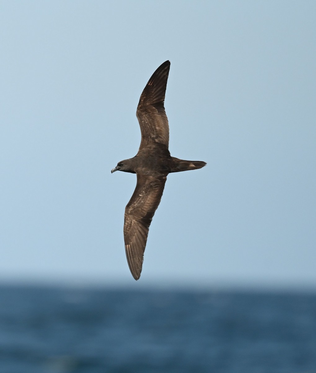 Jouanin's Petrel - ML643696120