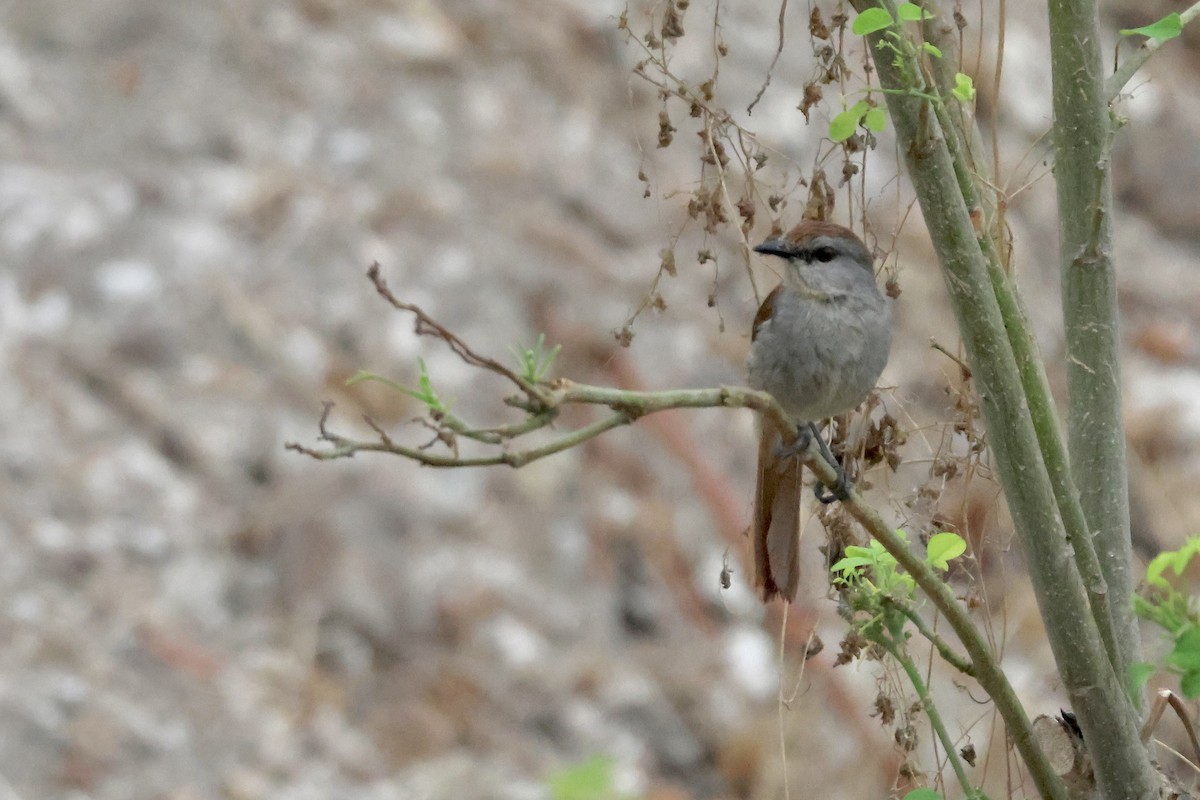 Rufous-tailed Palm-Thrush - ML643696154