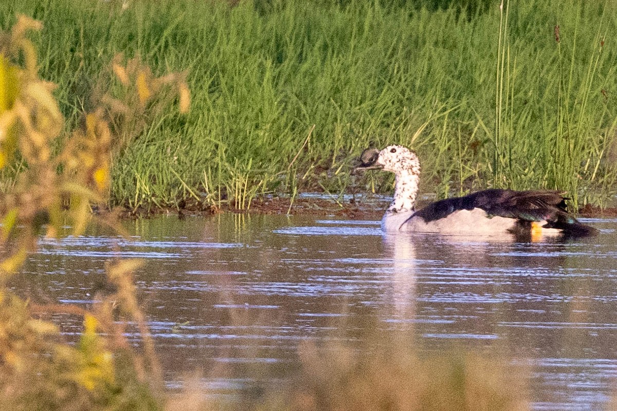 Knob-billed Duck - ML643696157