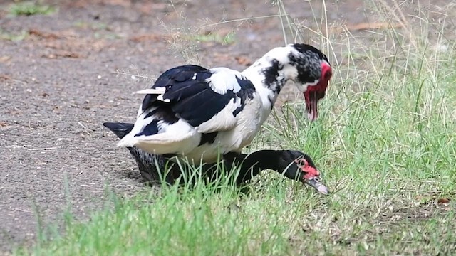 Muscovy Duck (Domestic type) - ML643696160