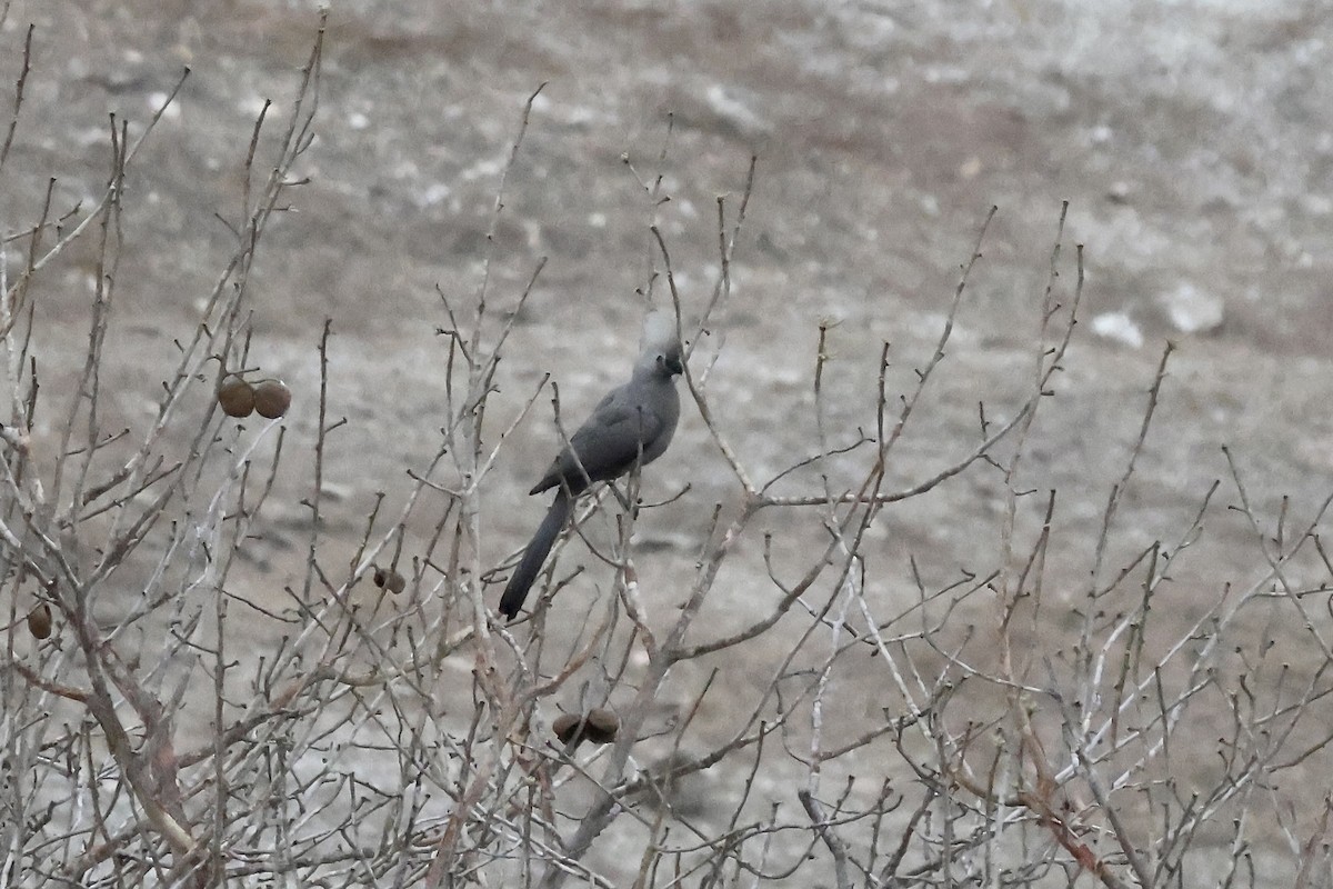 gråturako - ML643696170