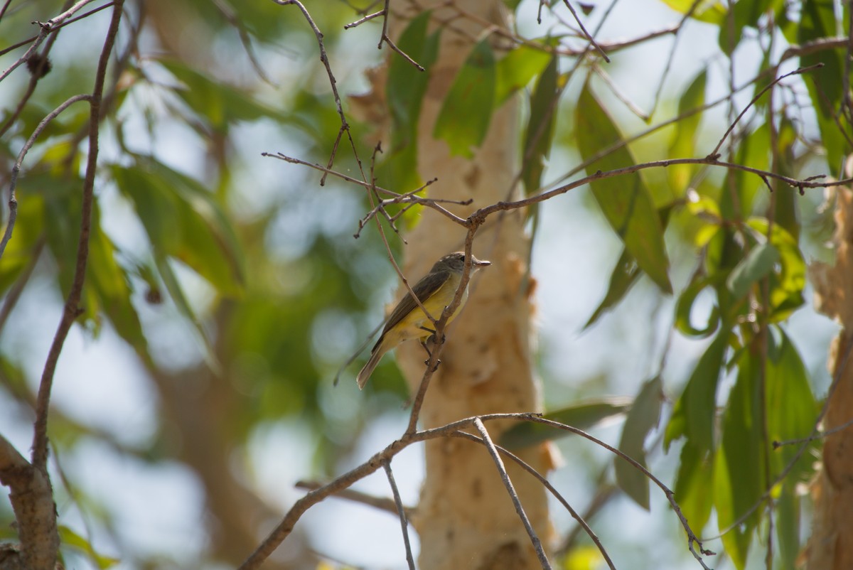 Lemon-bellied Flyrobin - ML643696172