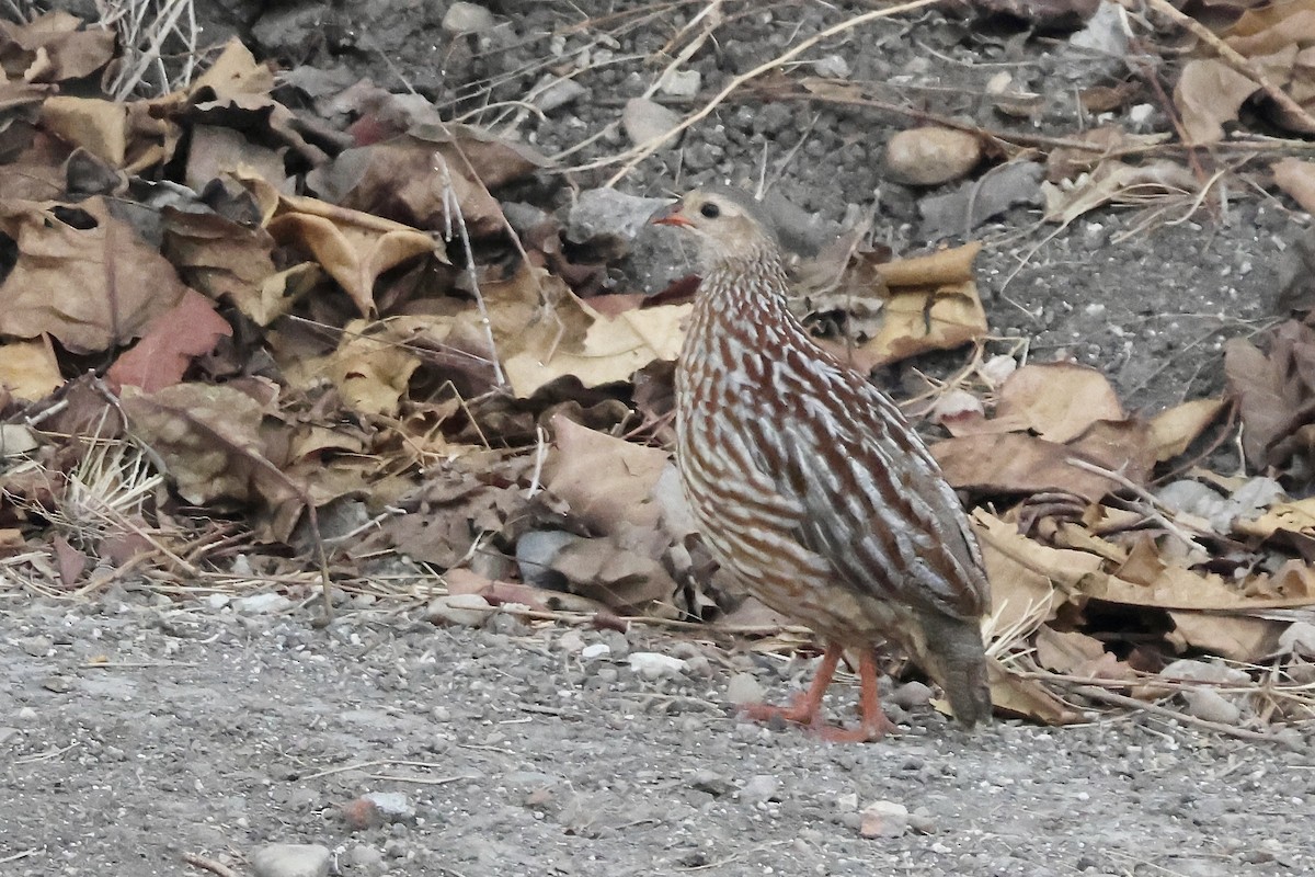 Gray-striped Spurfowl - ML643696173