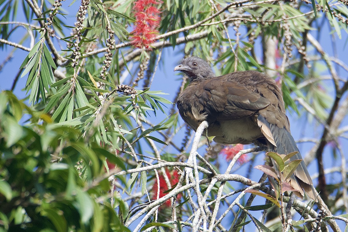 Gray-headed Chachalaca - ML643696174